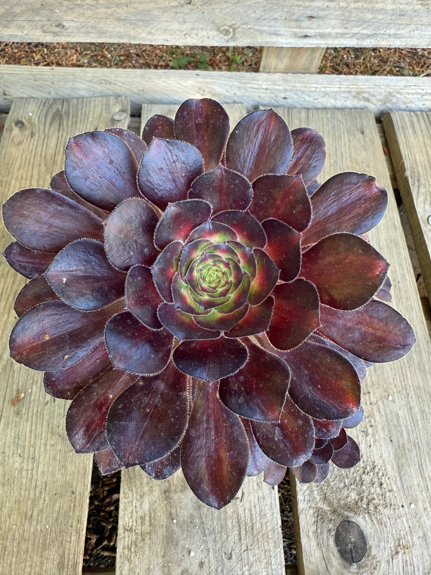 Aeonium middle