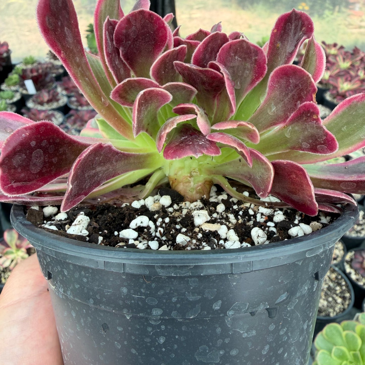 Médusa cristé 02