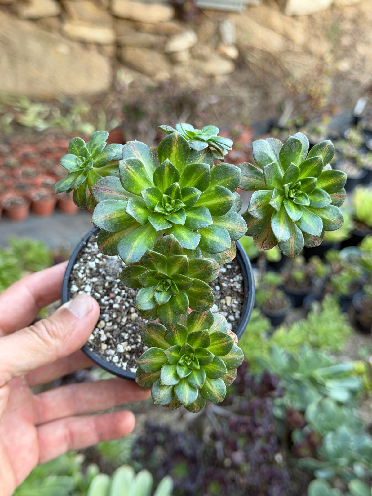 Aeonium Green Tea Middle