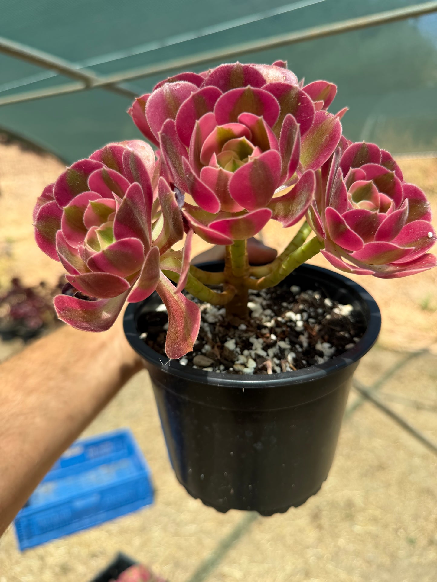 Aeonium Pink Witch 03