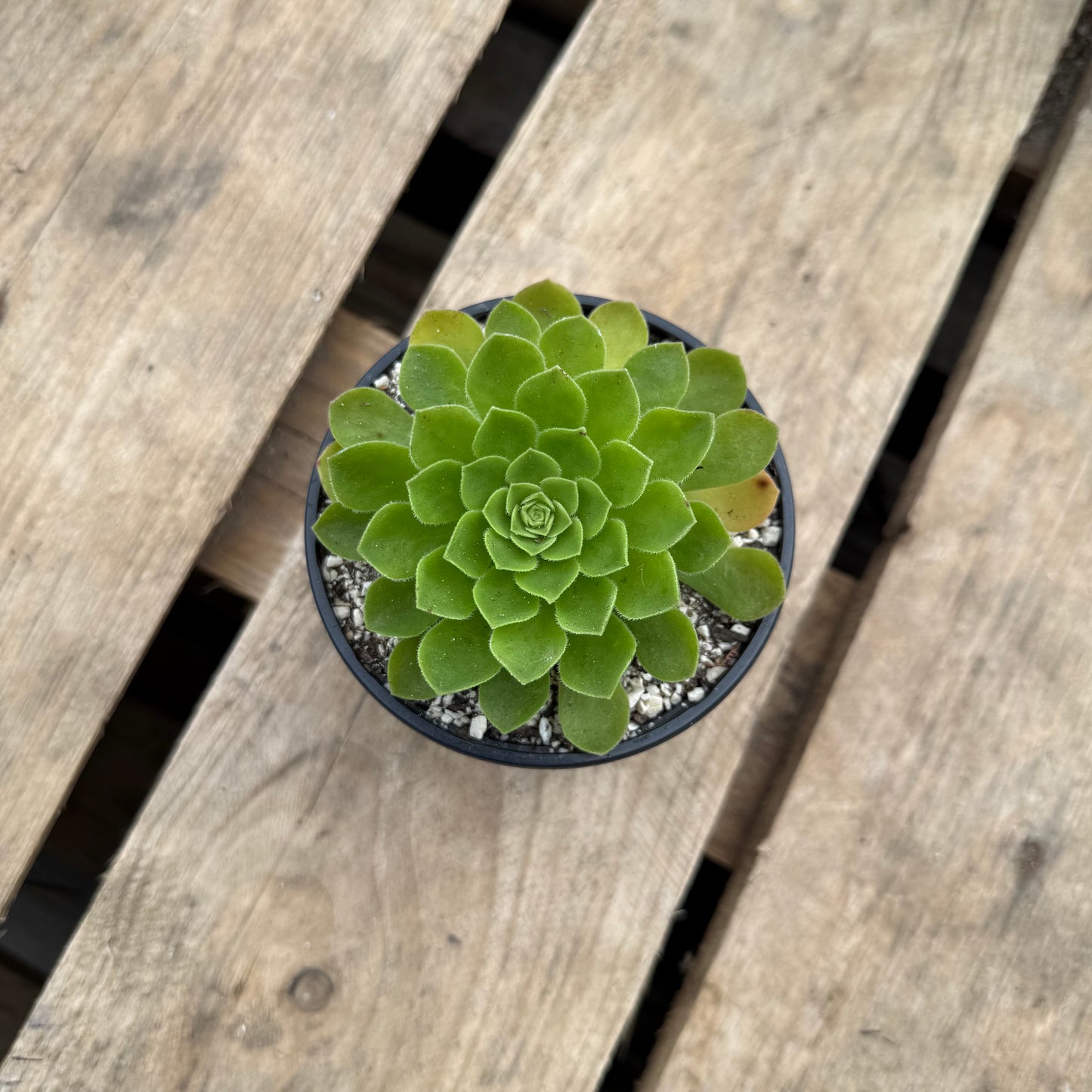 Spathulatum x Tabuliforme