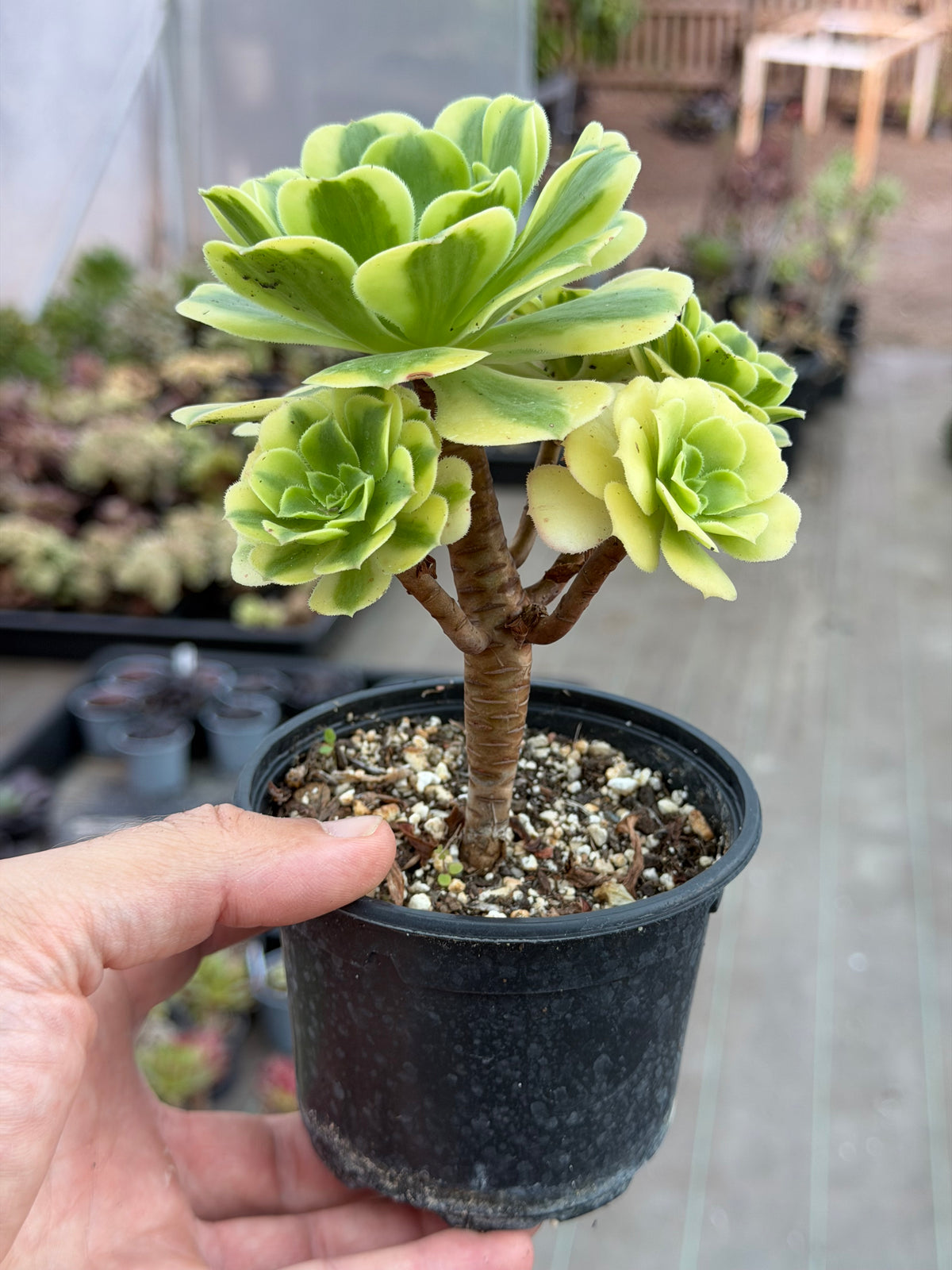 Aeonium Gold Emerald 02