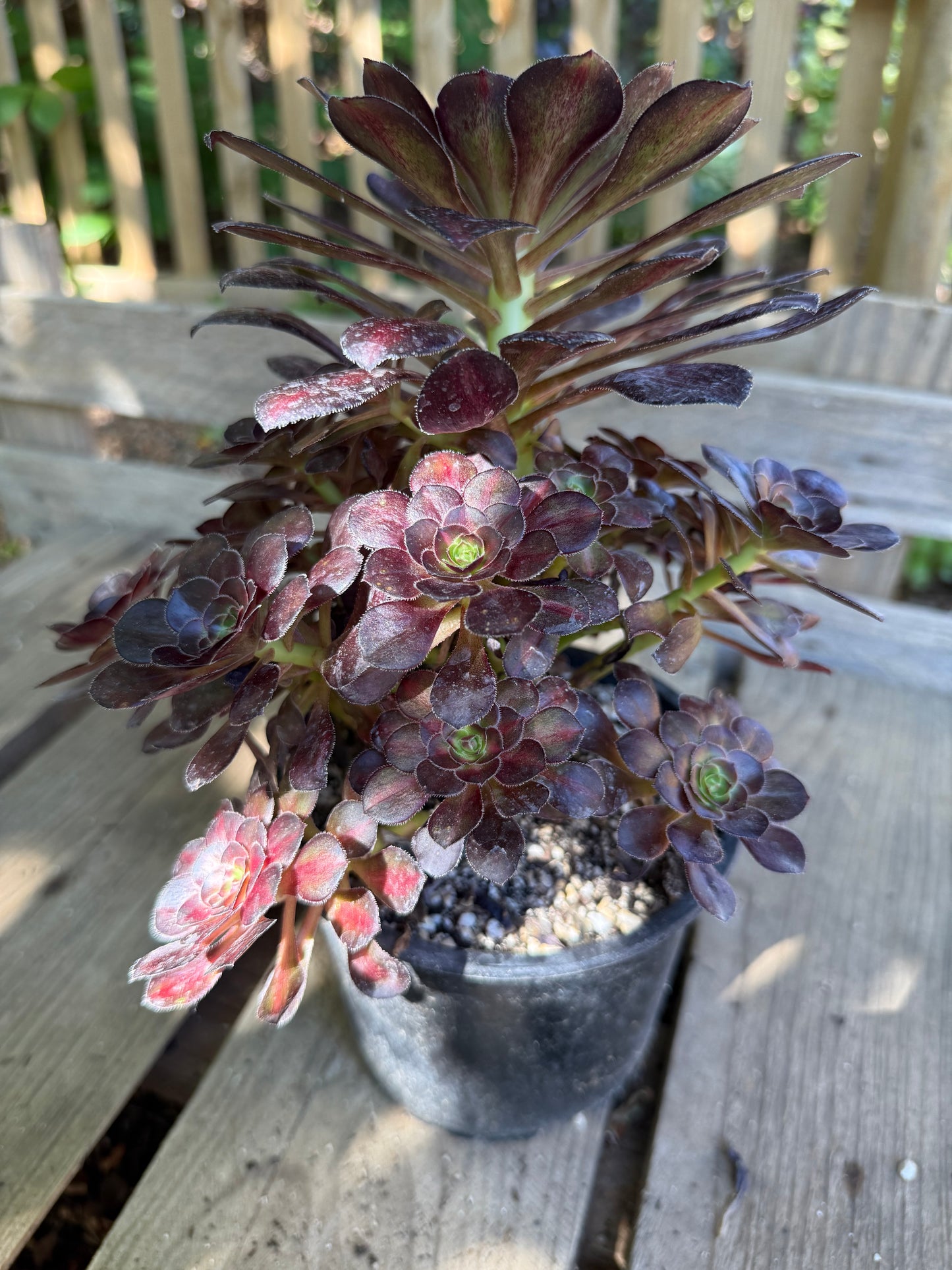 Aeonium middle