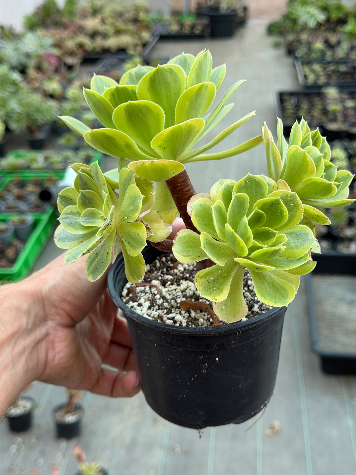 Aeonium Green Lemon