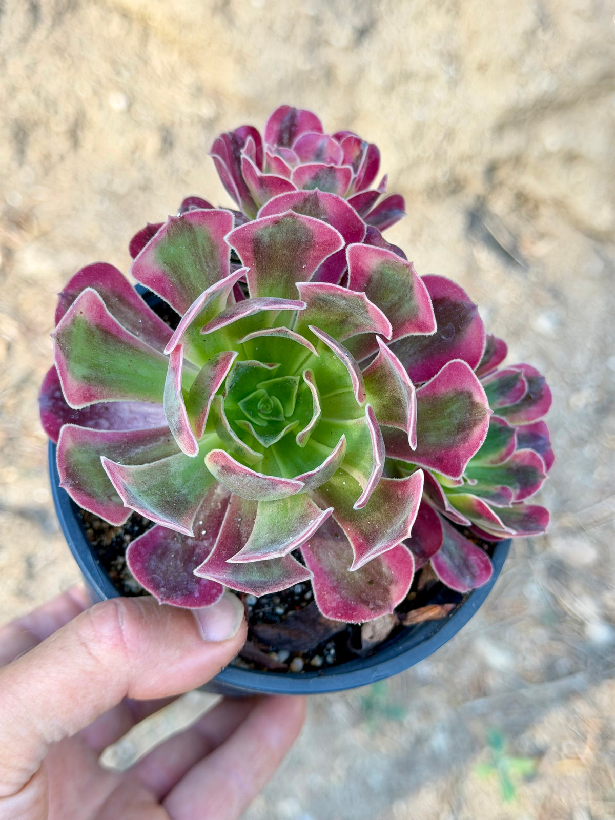 Aeonium Médusa 01