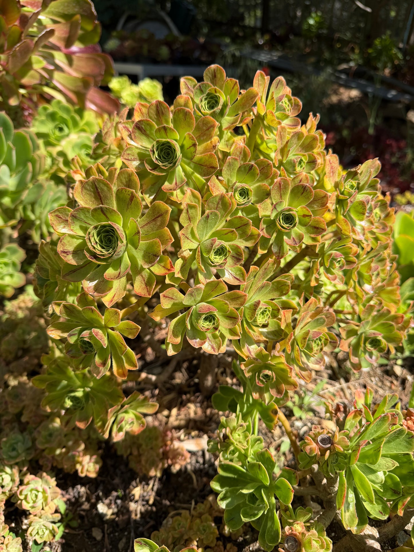 Holospathulatum