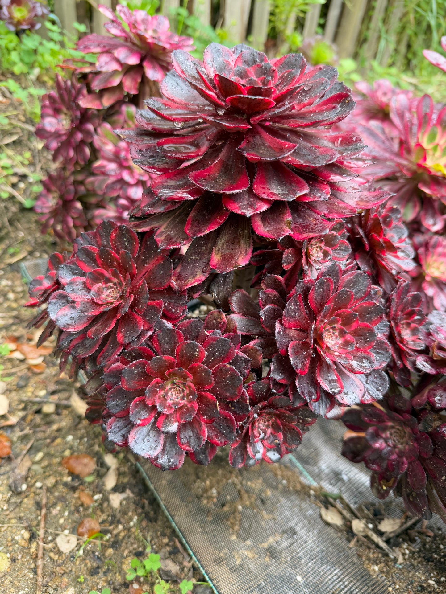 Fire Cloud