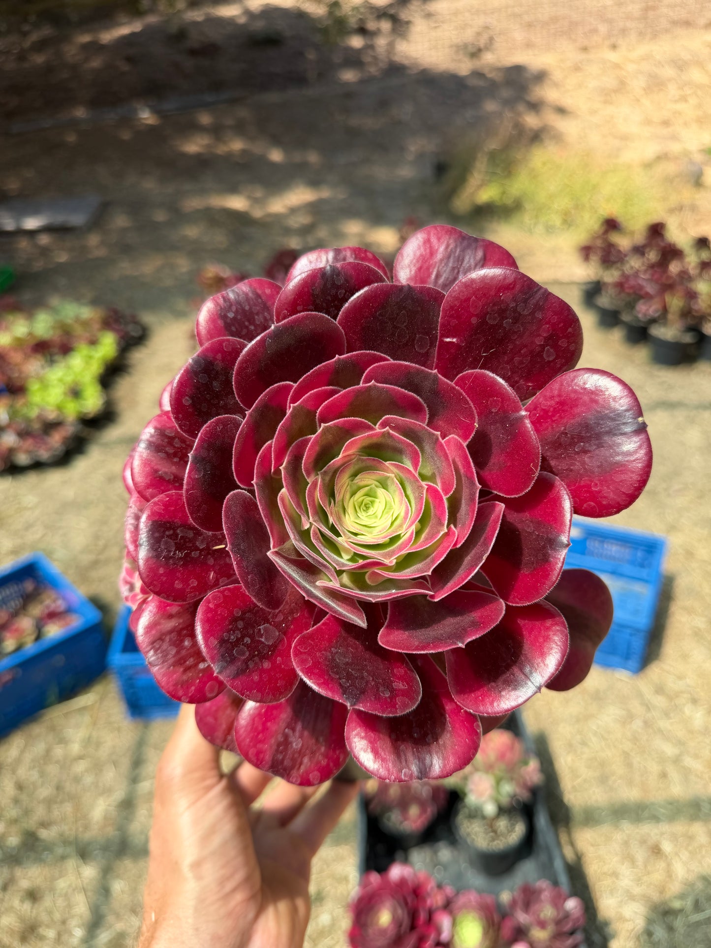 Aeonium Médusa 03