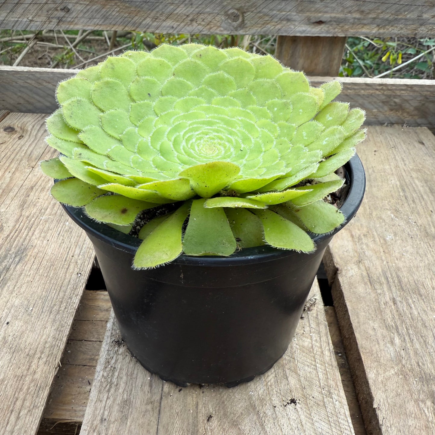 Tabuliforme