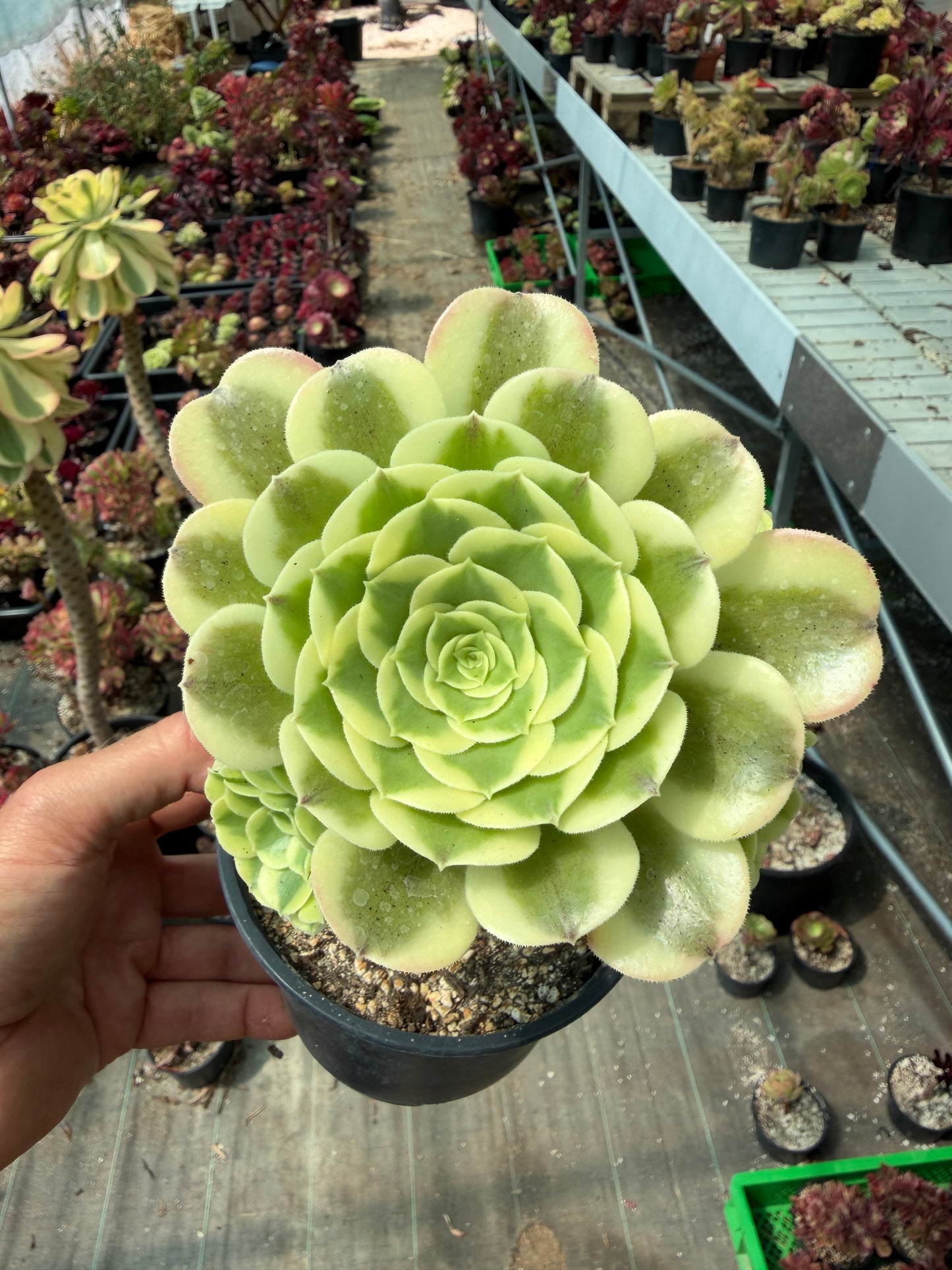 Aeonium Green Médusa