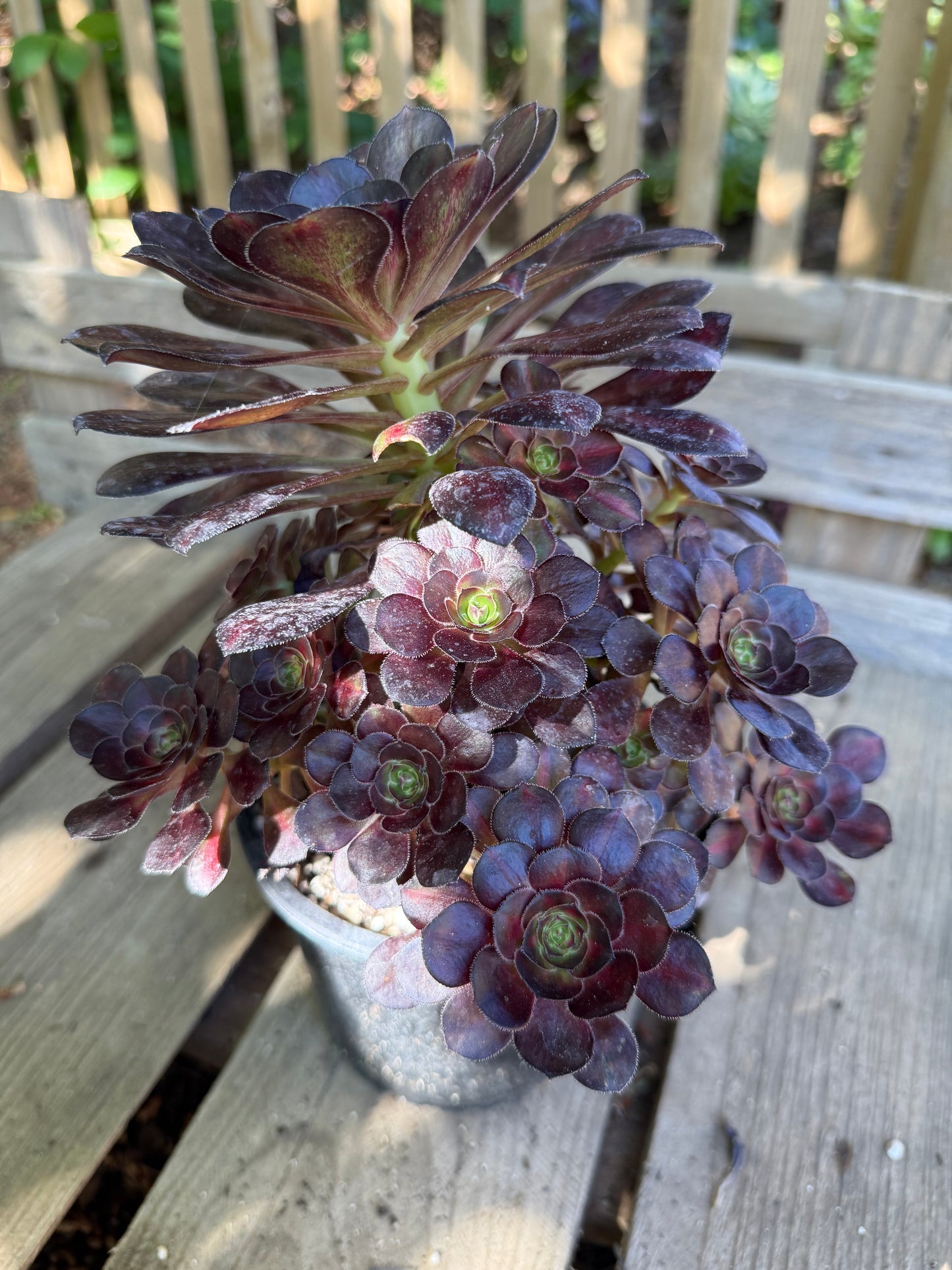 Aeonium middle