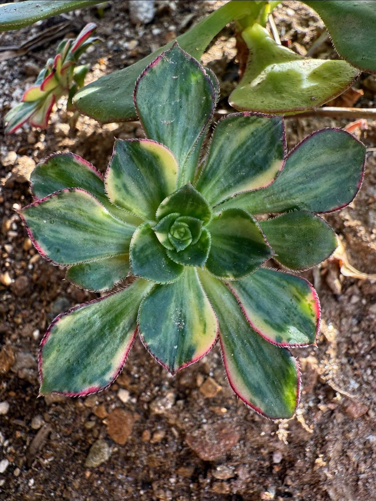Red edge variegata
