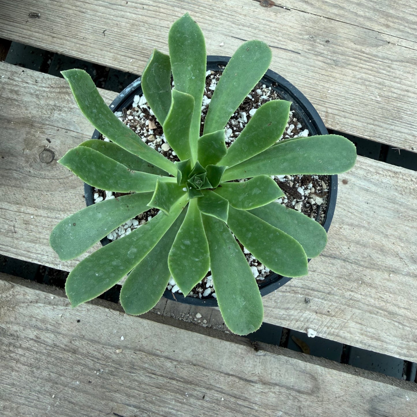 Castellodecorum