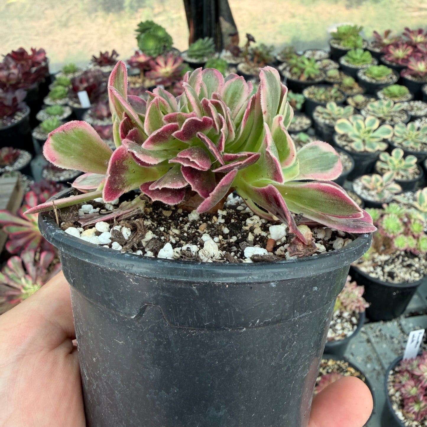 Médusa cristé 01
