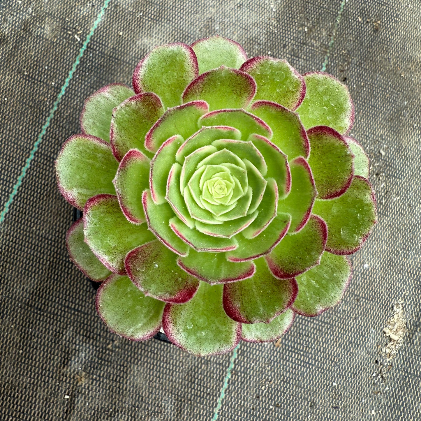 Lotus