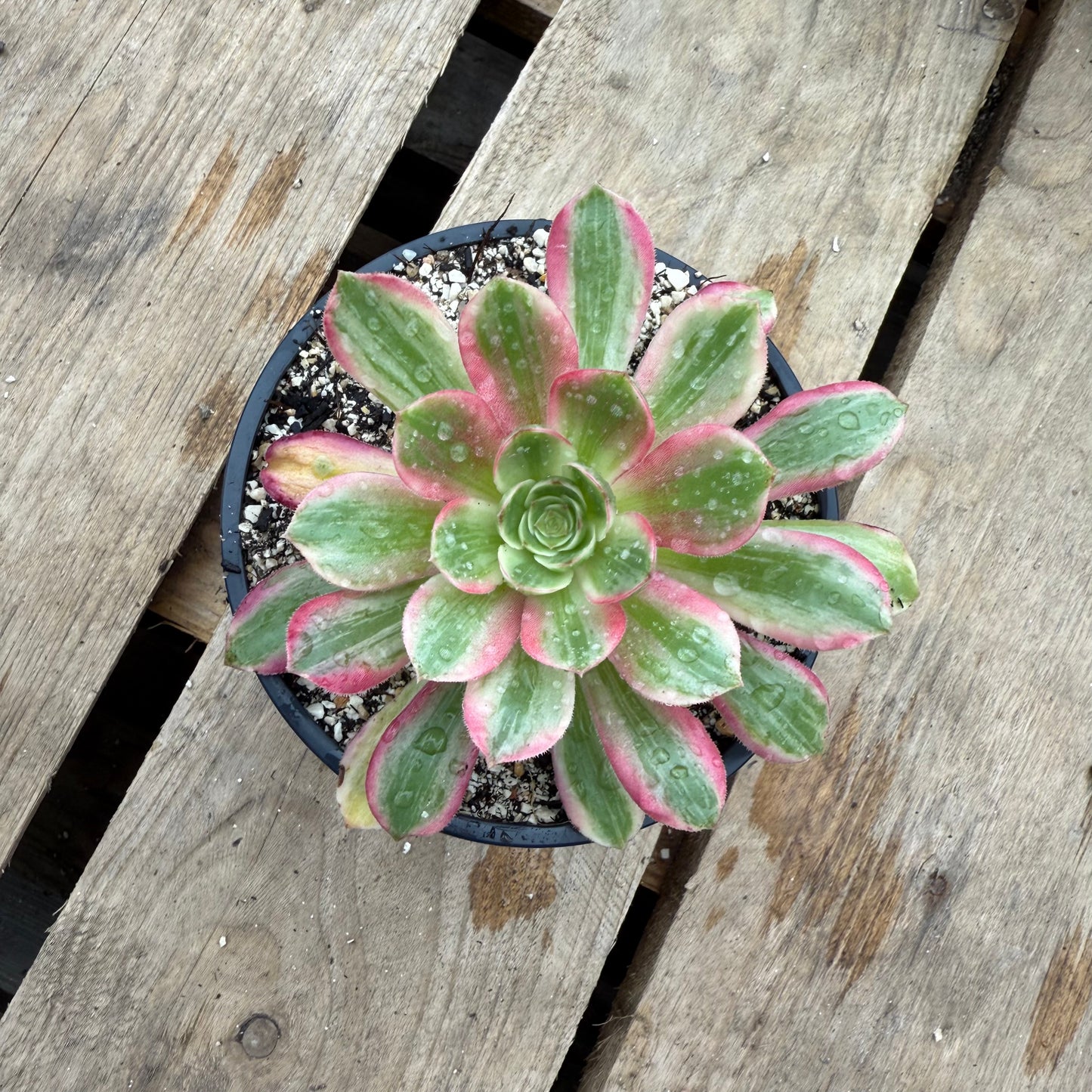 Pink fairy