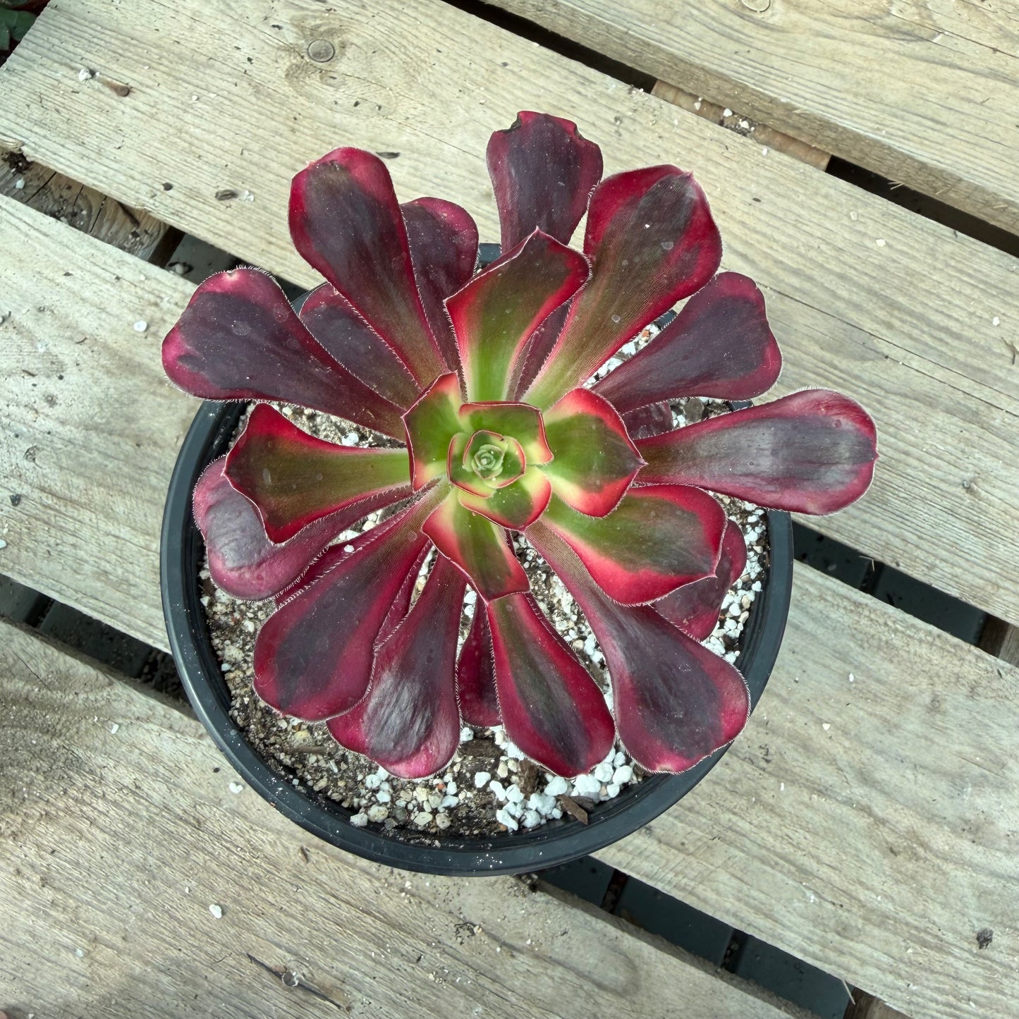 Lina