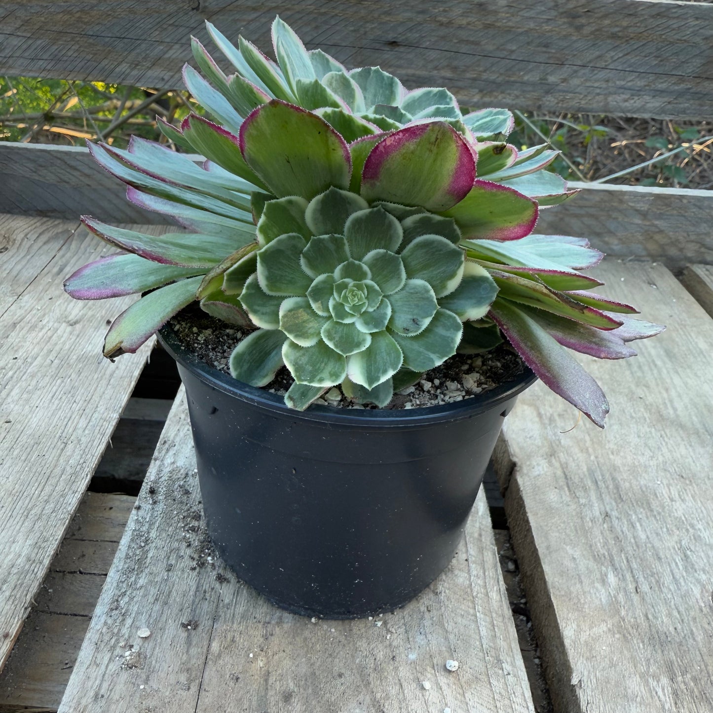 Lotus