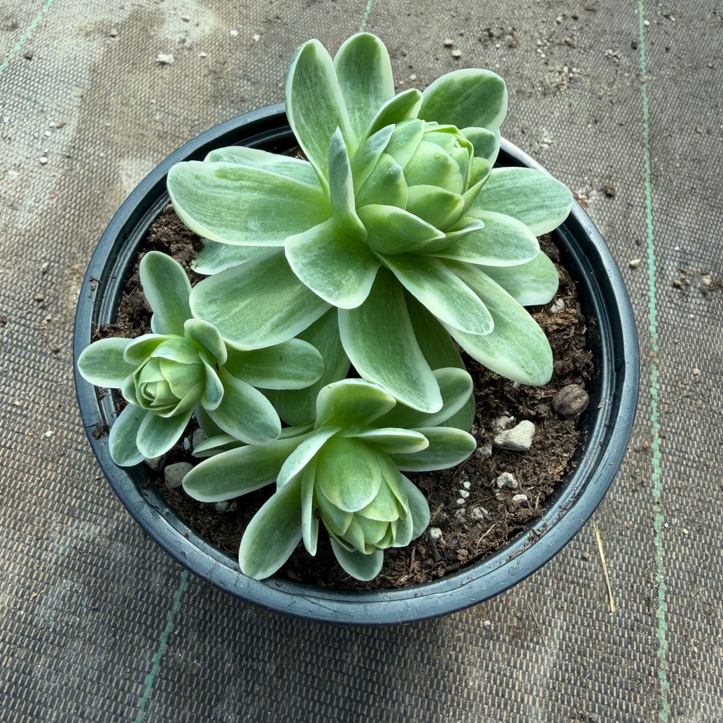 Greenovia variegata