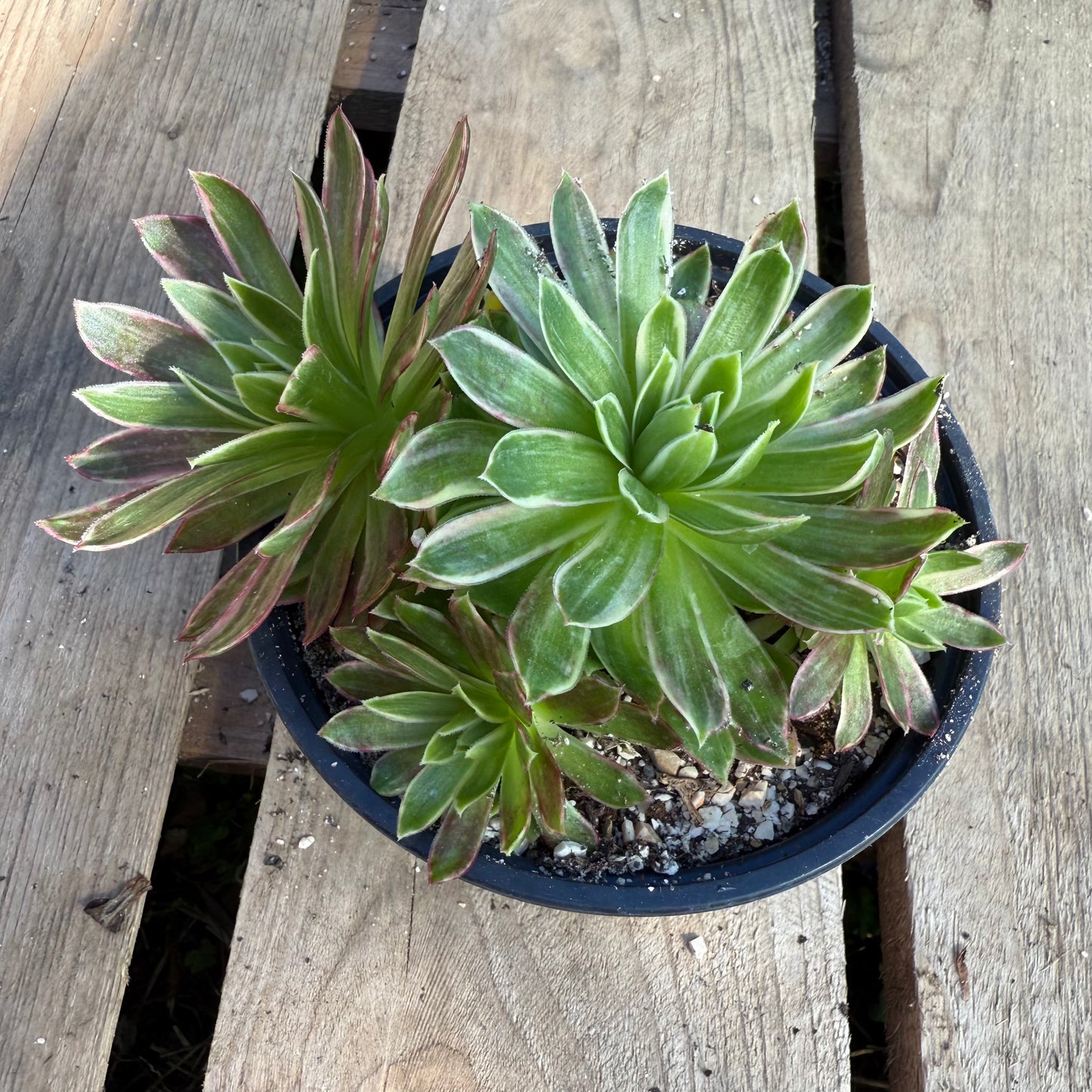 Phœnix Flame Variegata
