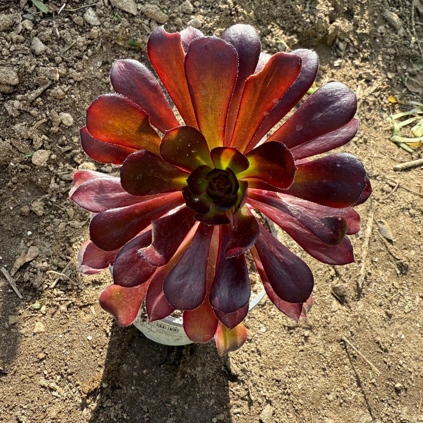Zwartkop