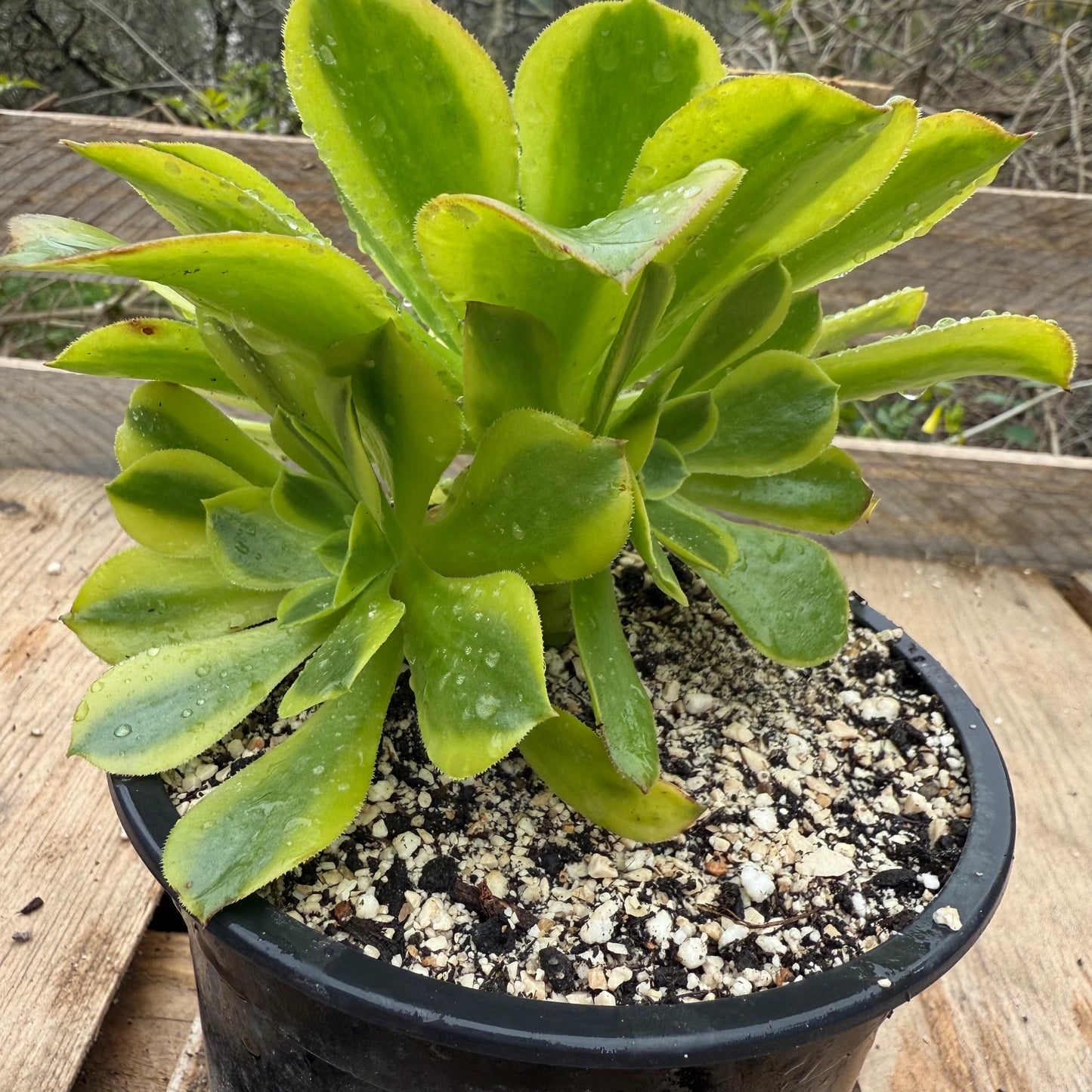 Green Lemon