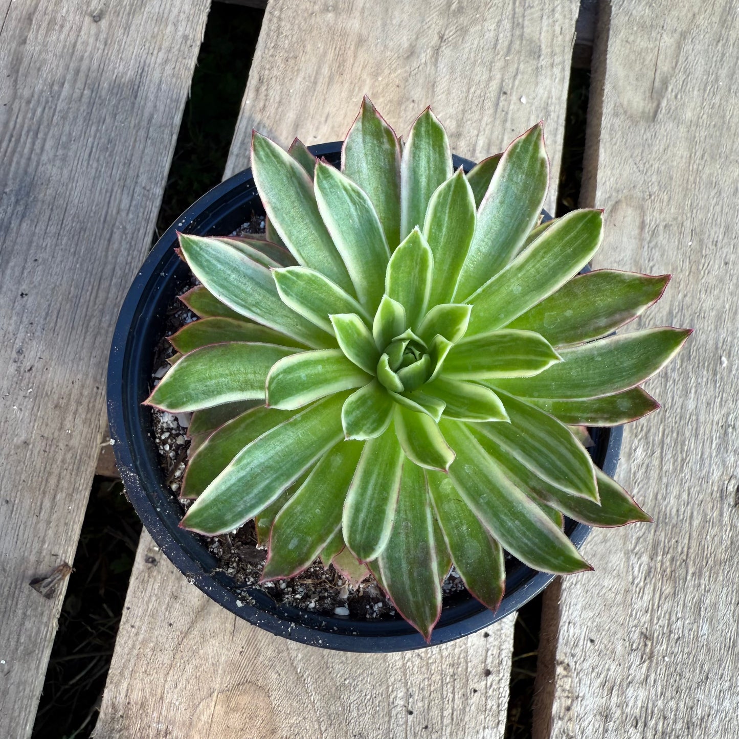 Phœnix Flame Variegata