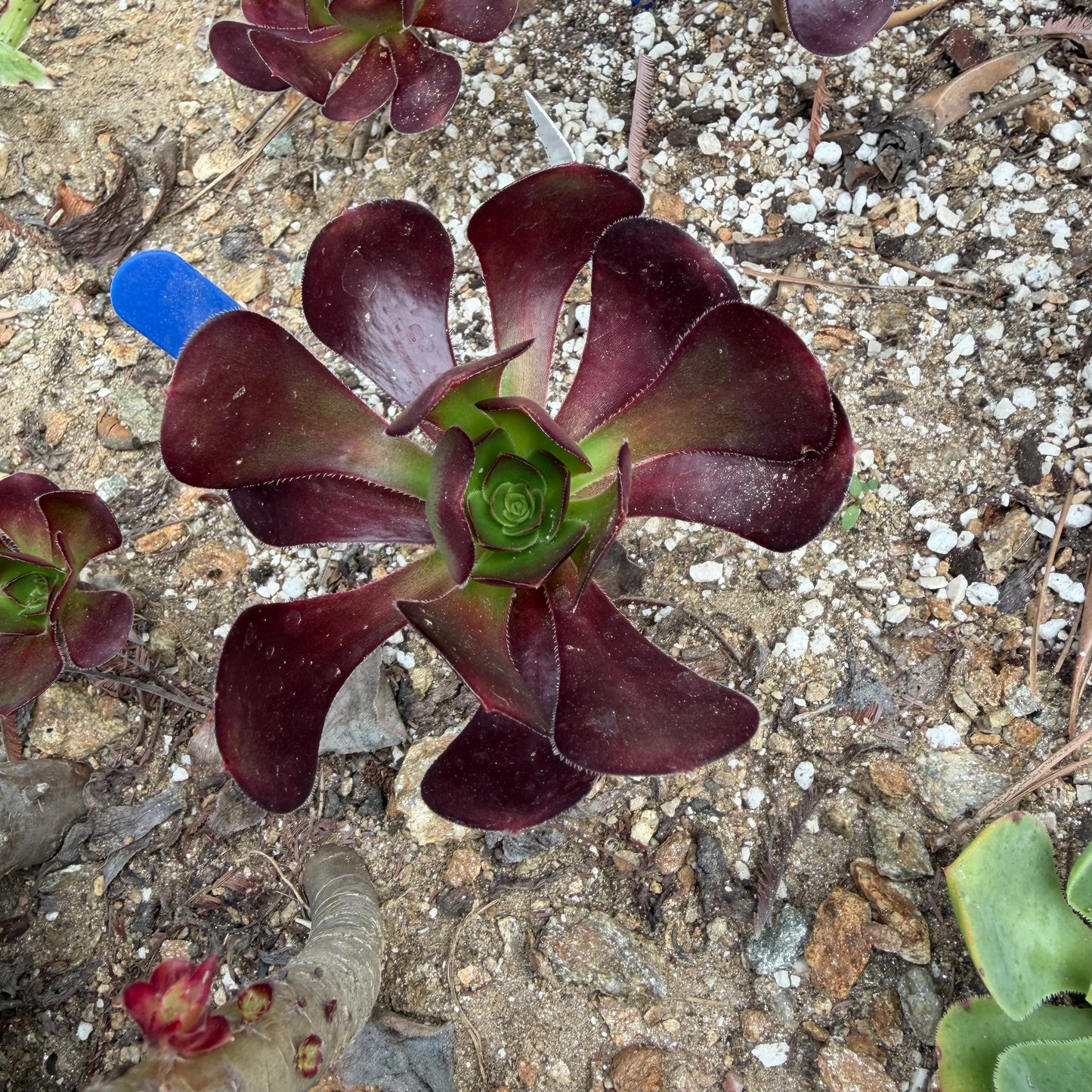 Plum purdy