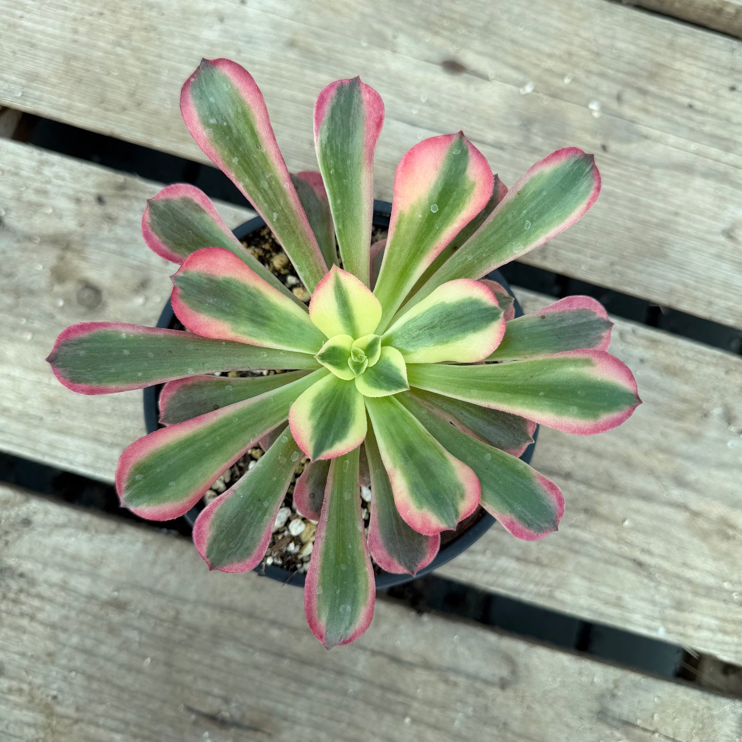 Pink médusa