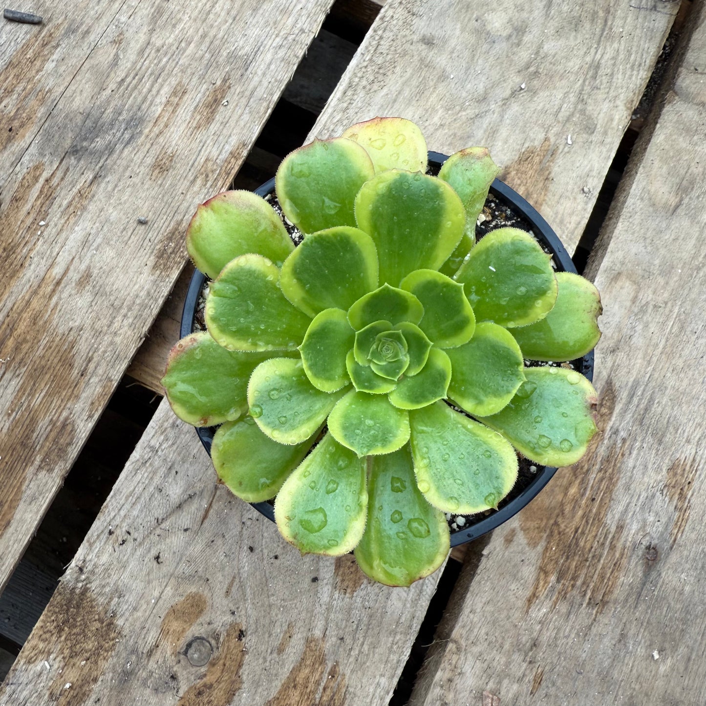 Green Lemon