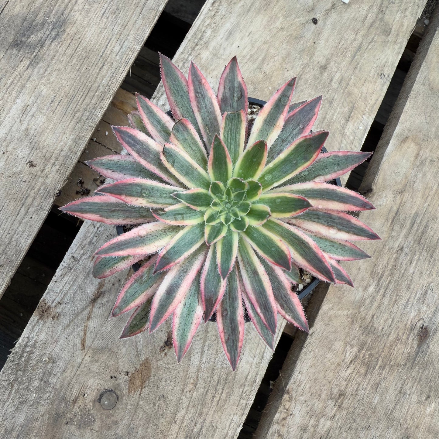 Peacock Grey