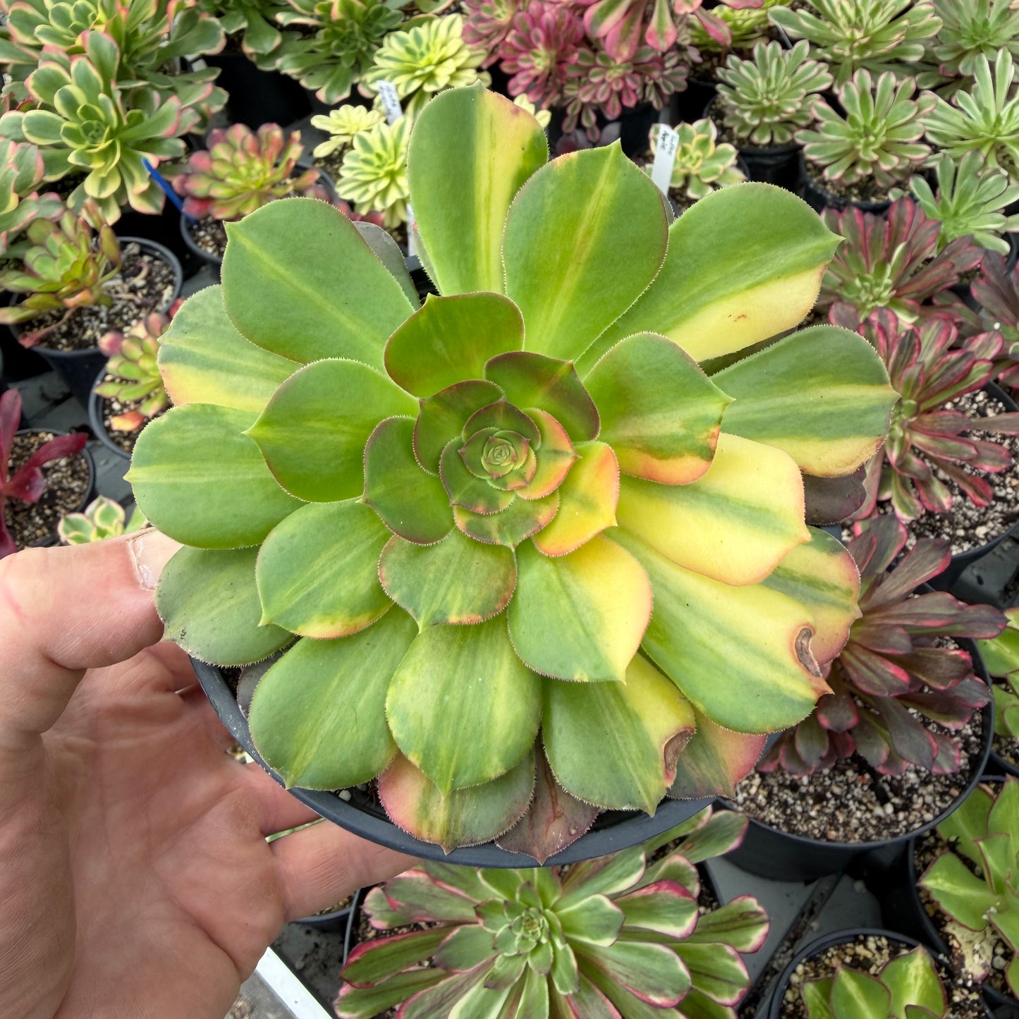 Blushing Beauty Rainbow