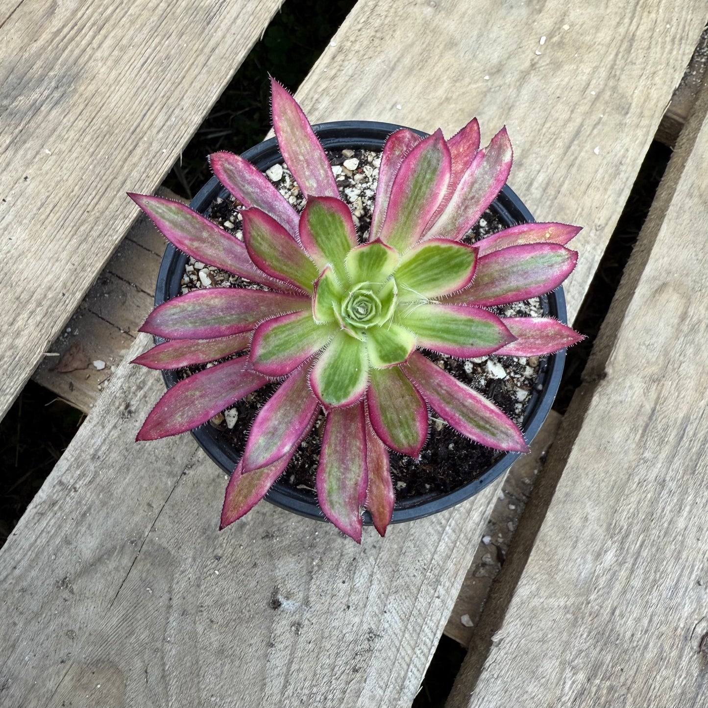 Firecracker Variegata