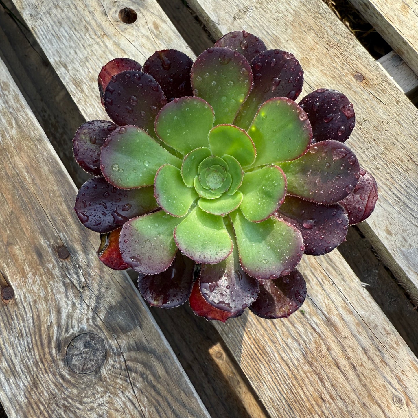 Plum purdy