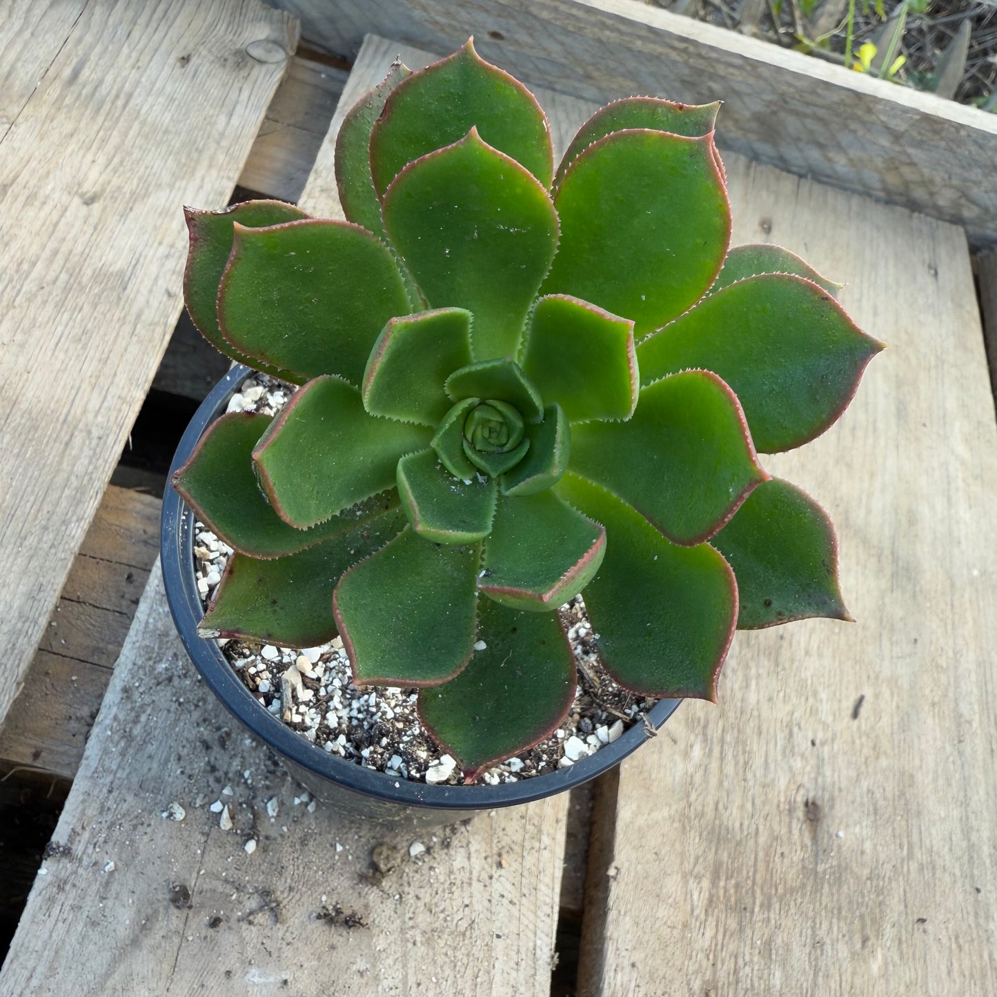 Percarneum