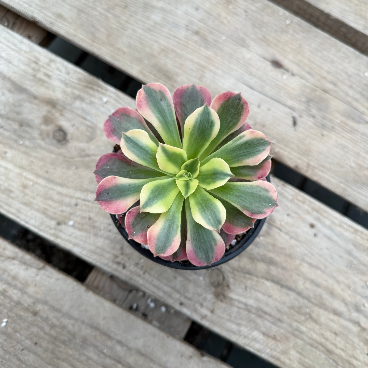 Pink médusa