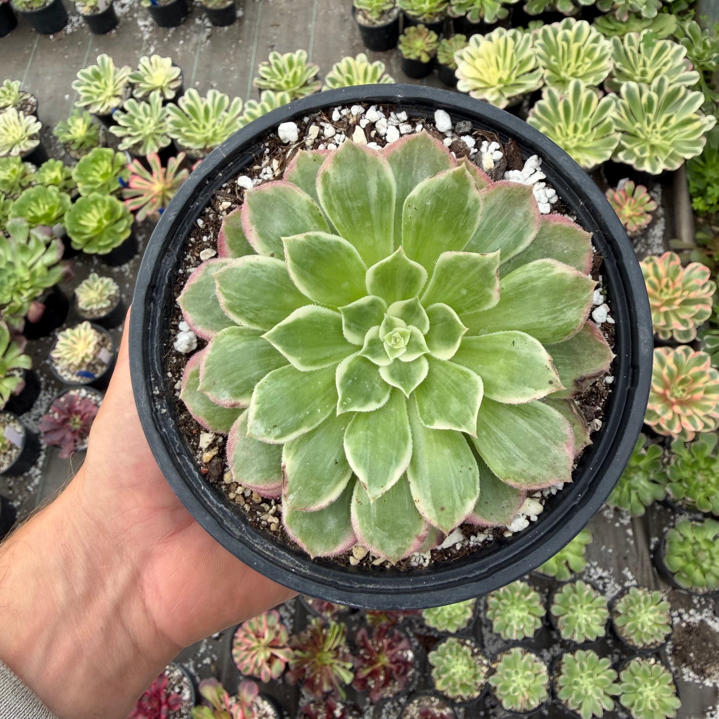 Lotus