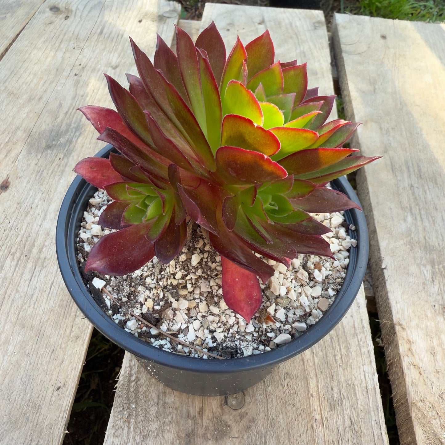 Phœnix flame