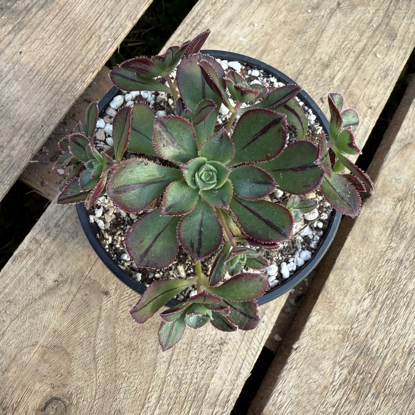 X tenensis