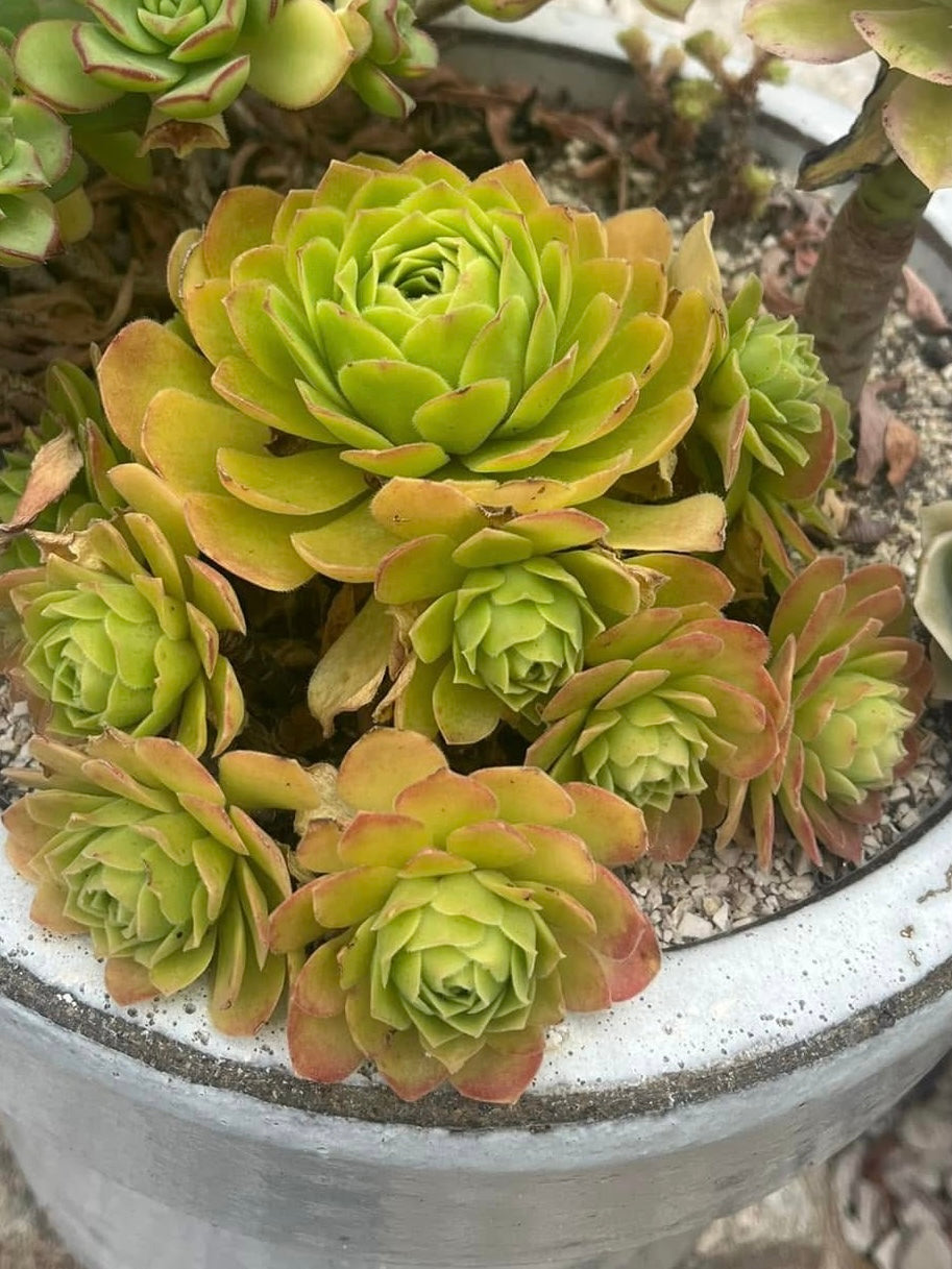 Spathulatum x Tabuliforme