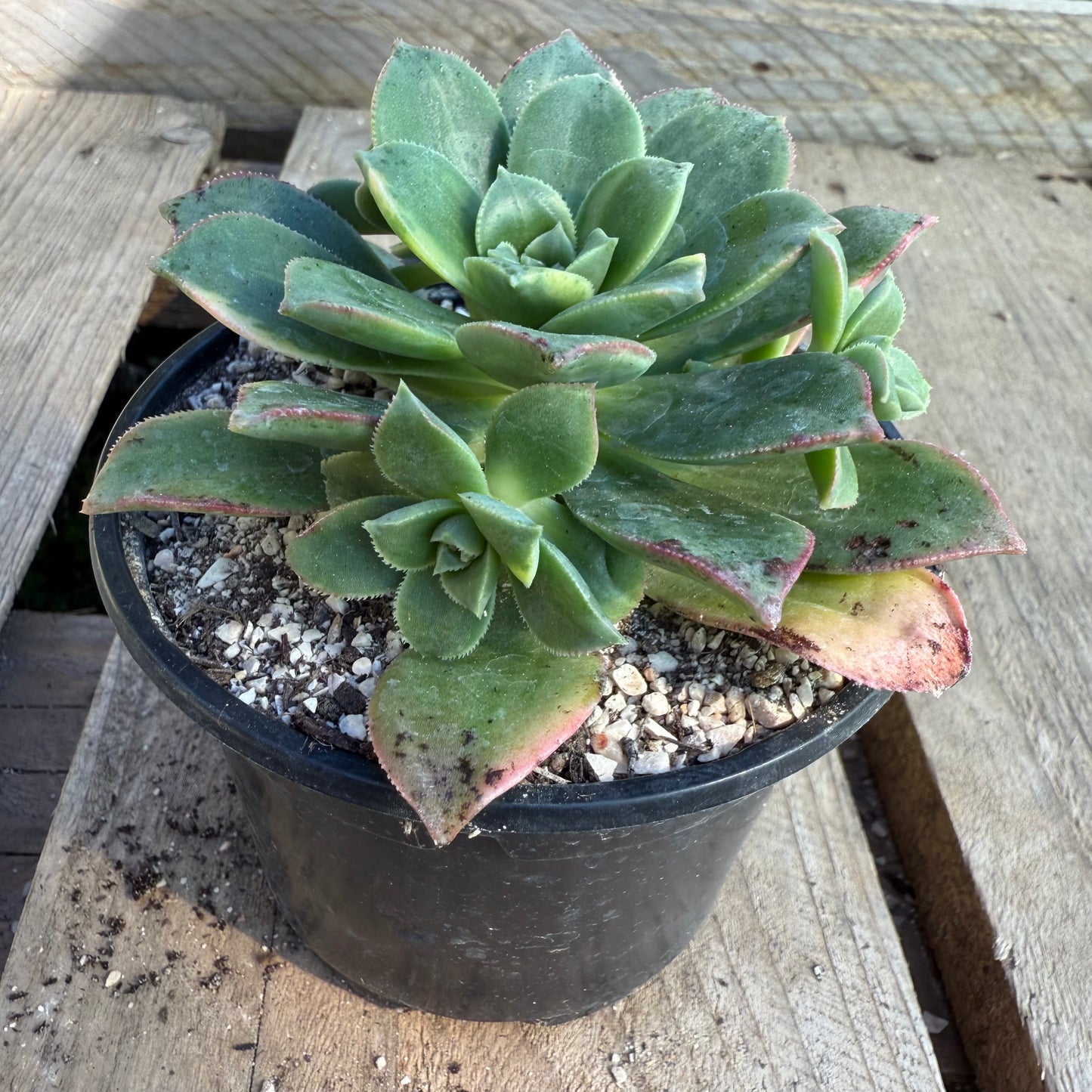 Haworthii Variegata