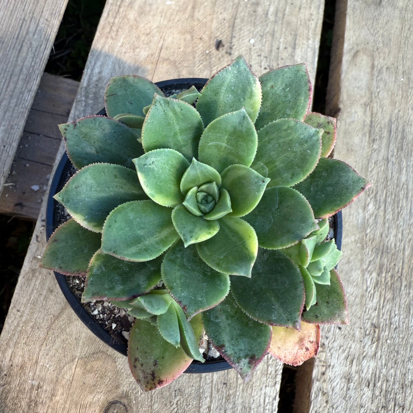 Haworthii Variegata