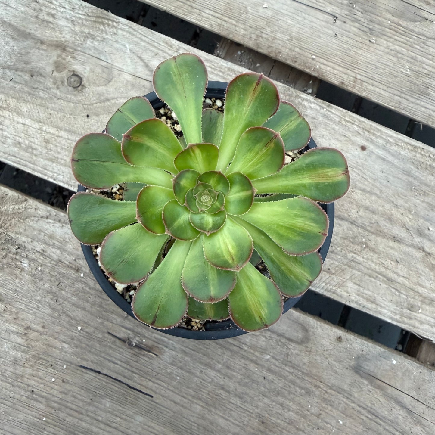 Rubrolineatum Variegata Middle