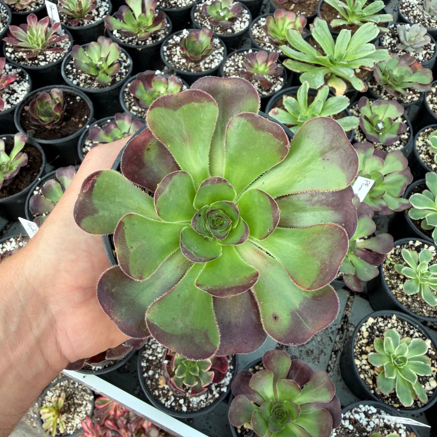 Plum purdy