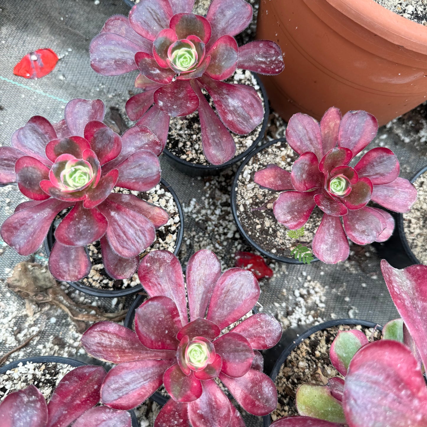 Voodoo Red Witch