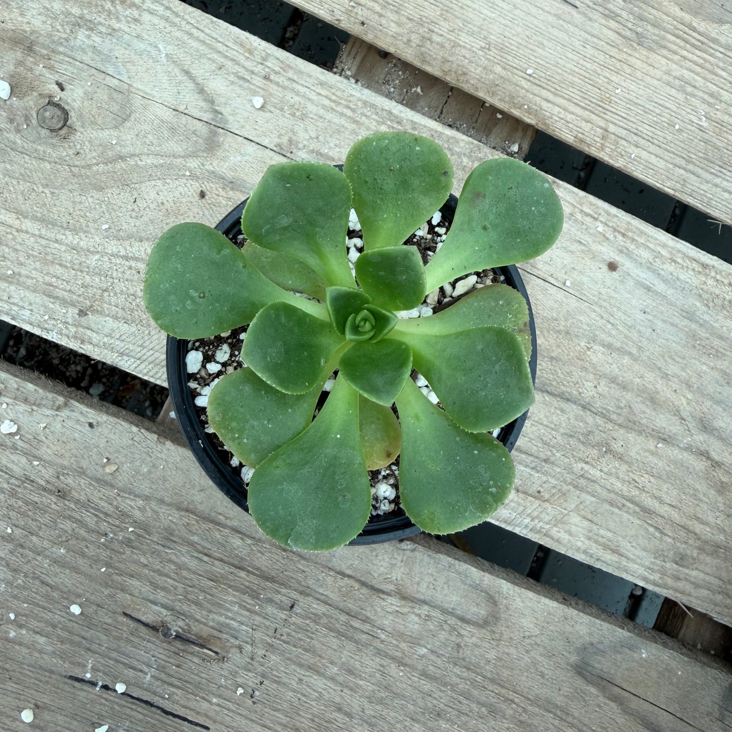 Ciliatum x Lily pad