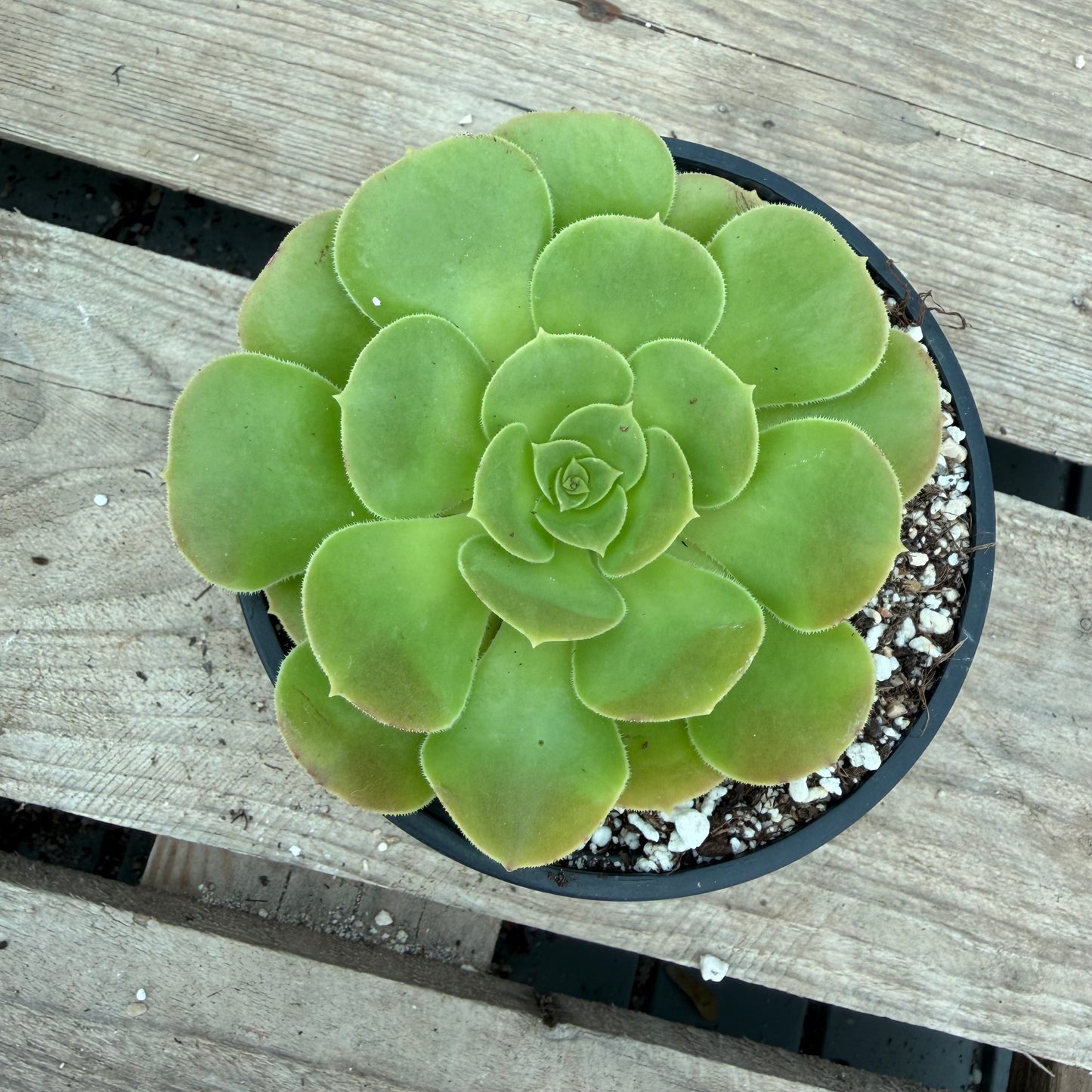 Korneliuslemsii maritime