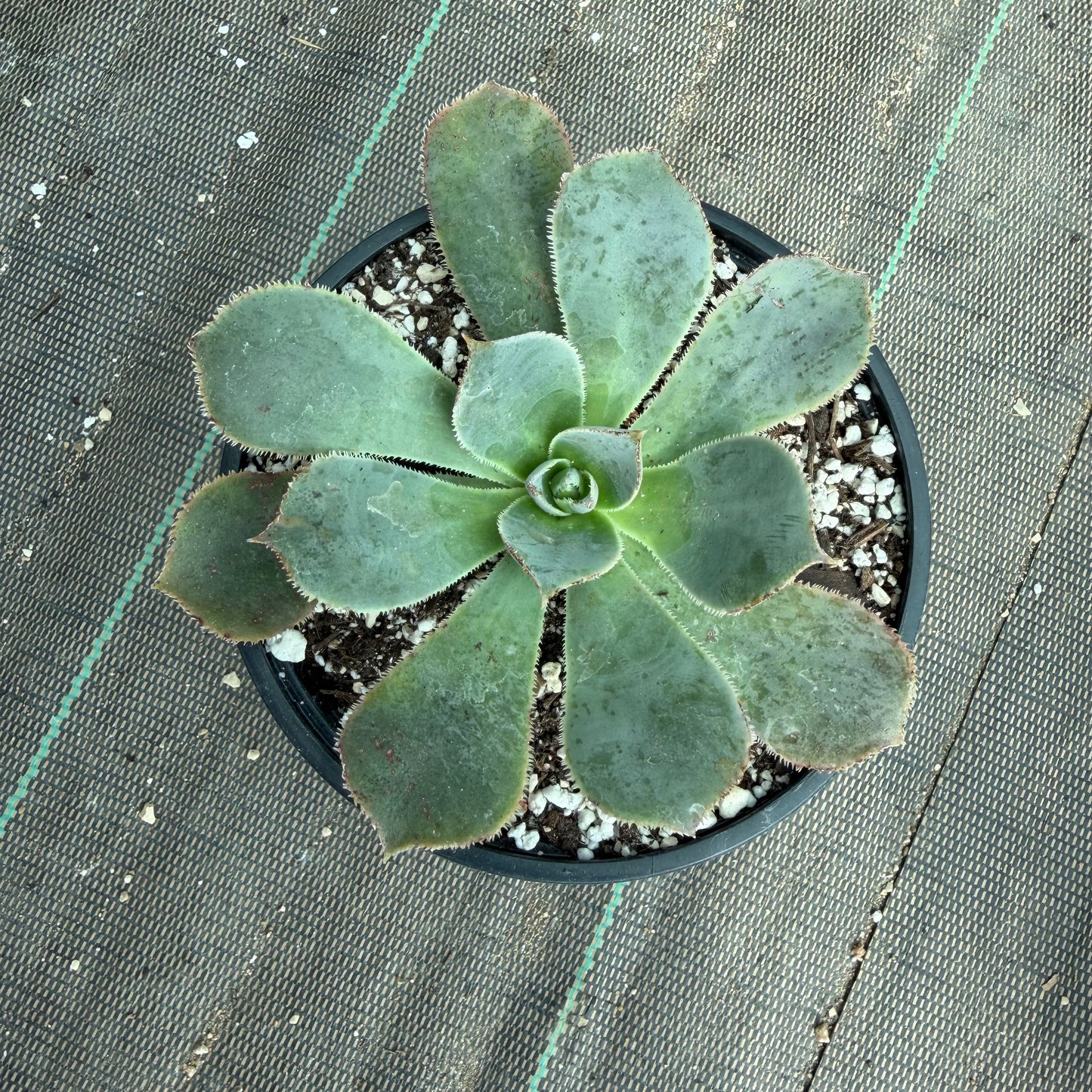 Percarneum