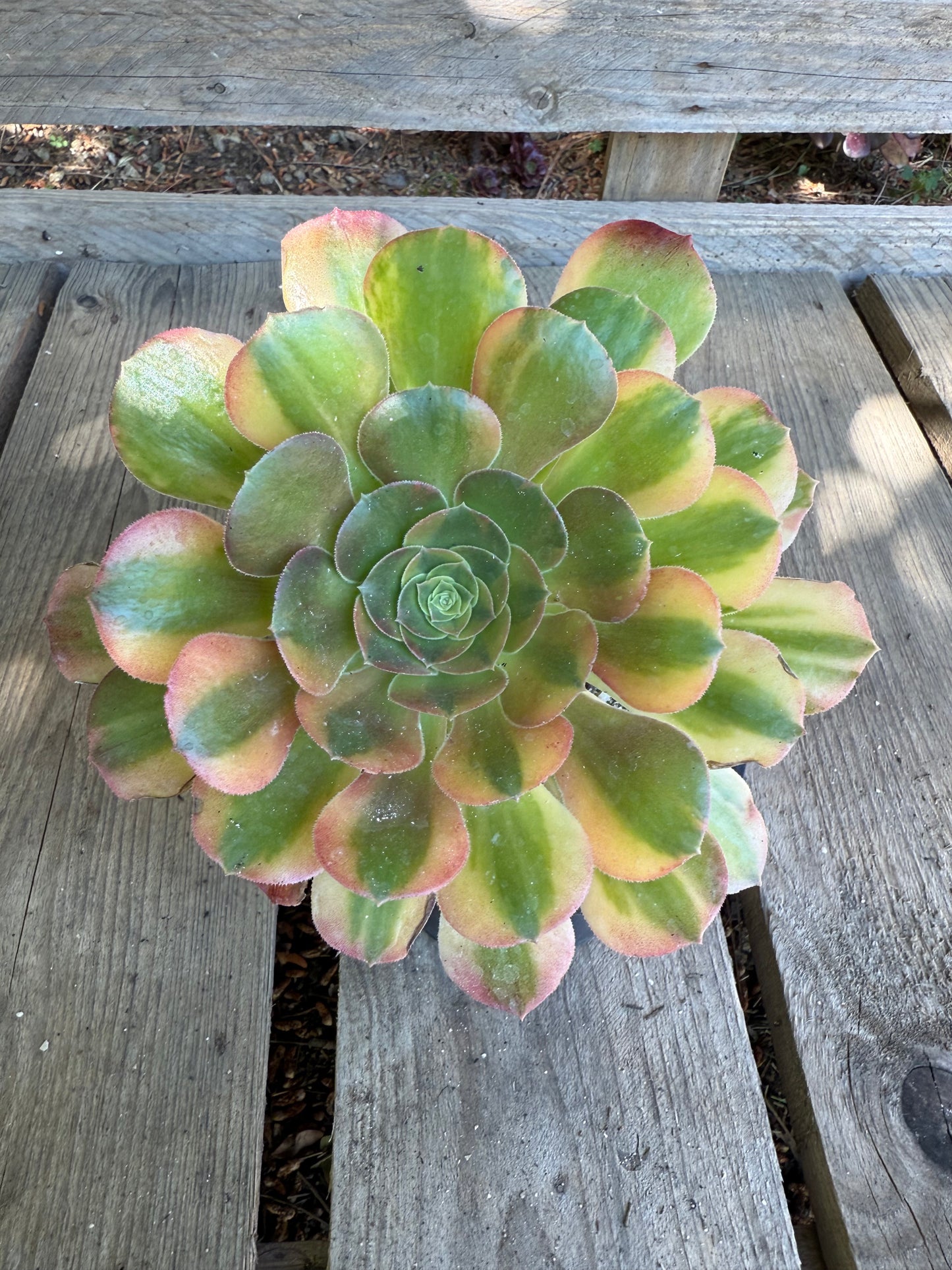 Blushing Beauty Rainbow 01