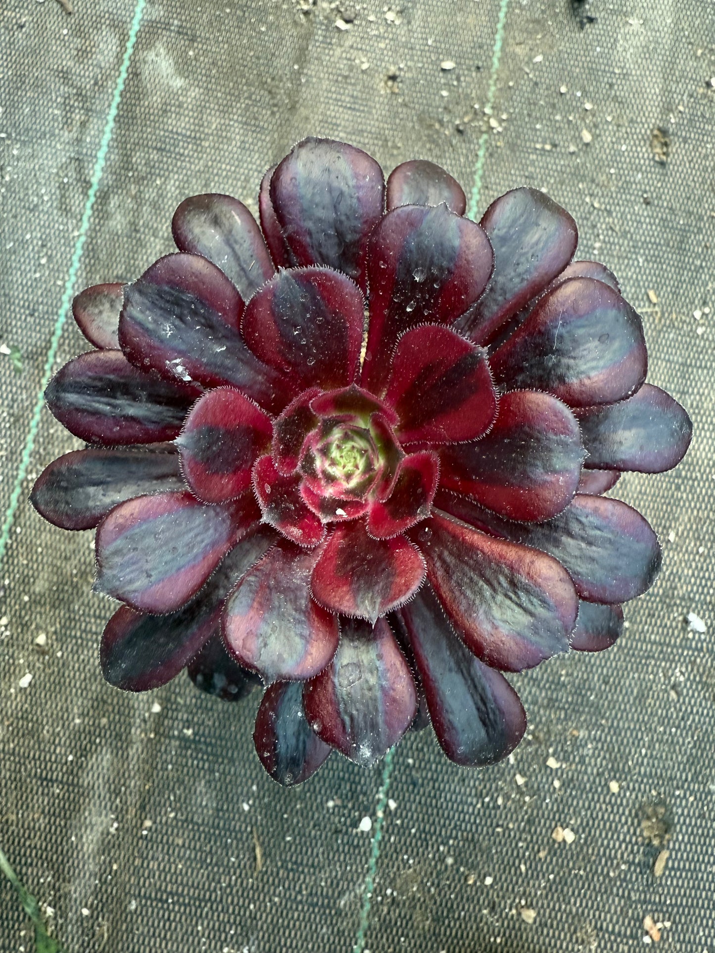 Zwartkop variegata